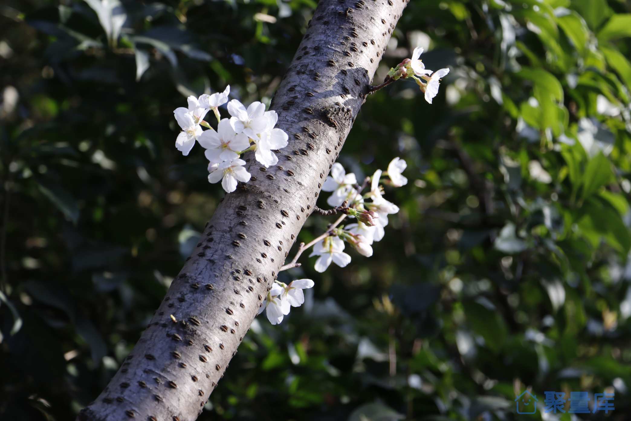 樱花