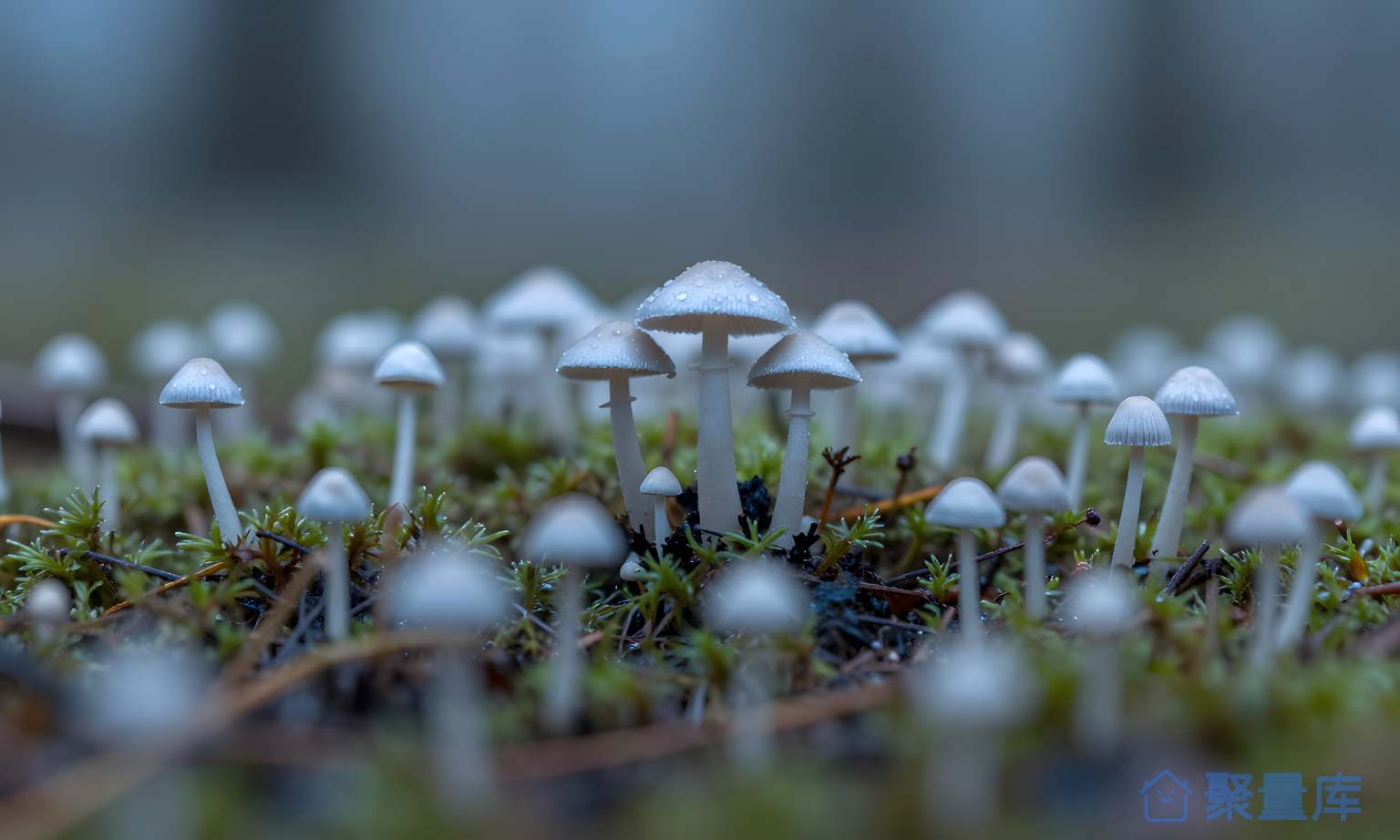珍珠蘑菇