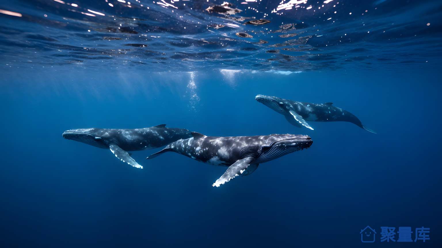 海洋生物 海洋生物 潜水 珊珠 鲨鱼