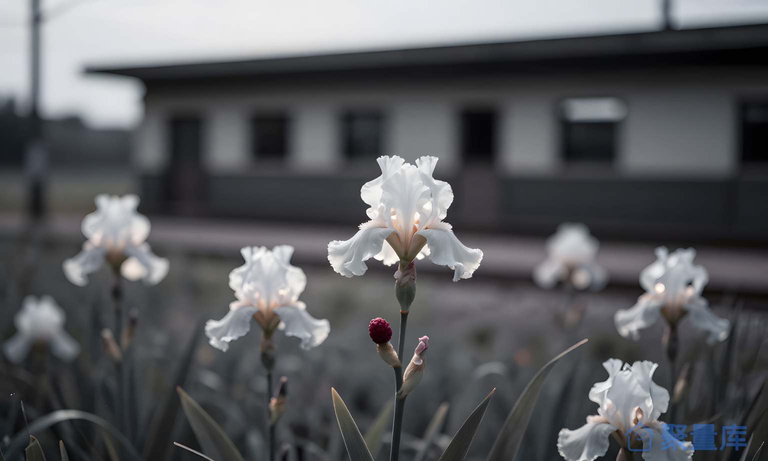花园里的花 花园