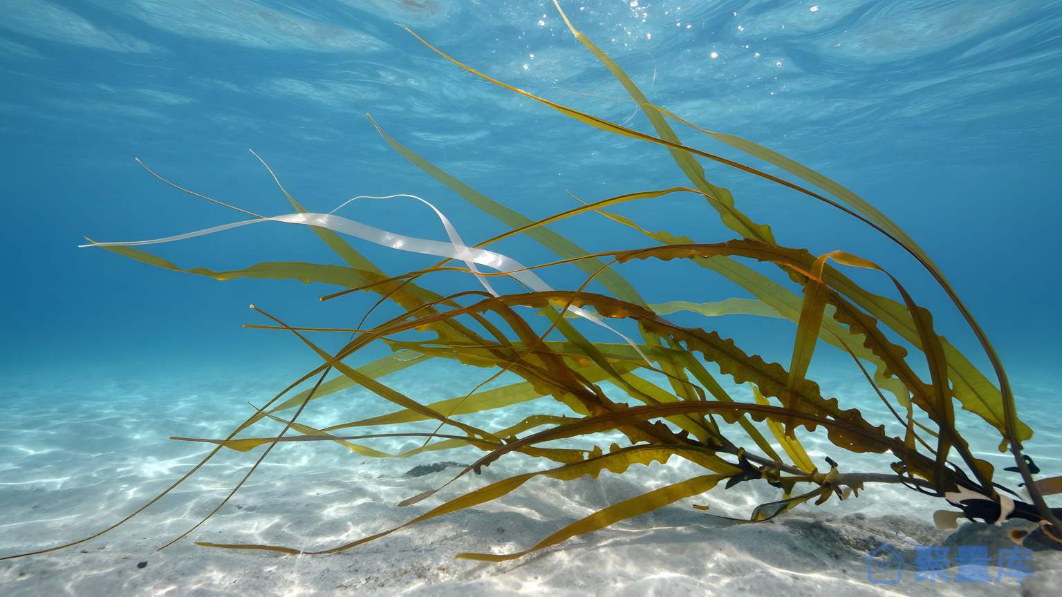 海洋生物 海洋生物 潜水生物 孤岛生物