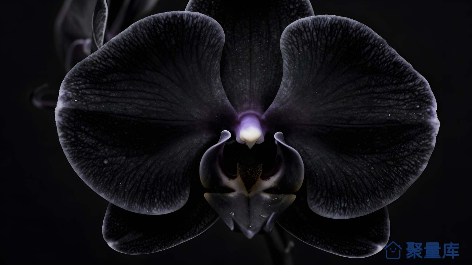 花瓣 花 瓣 黑色