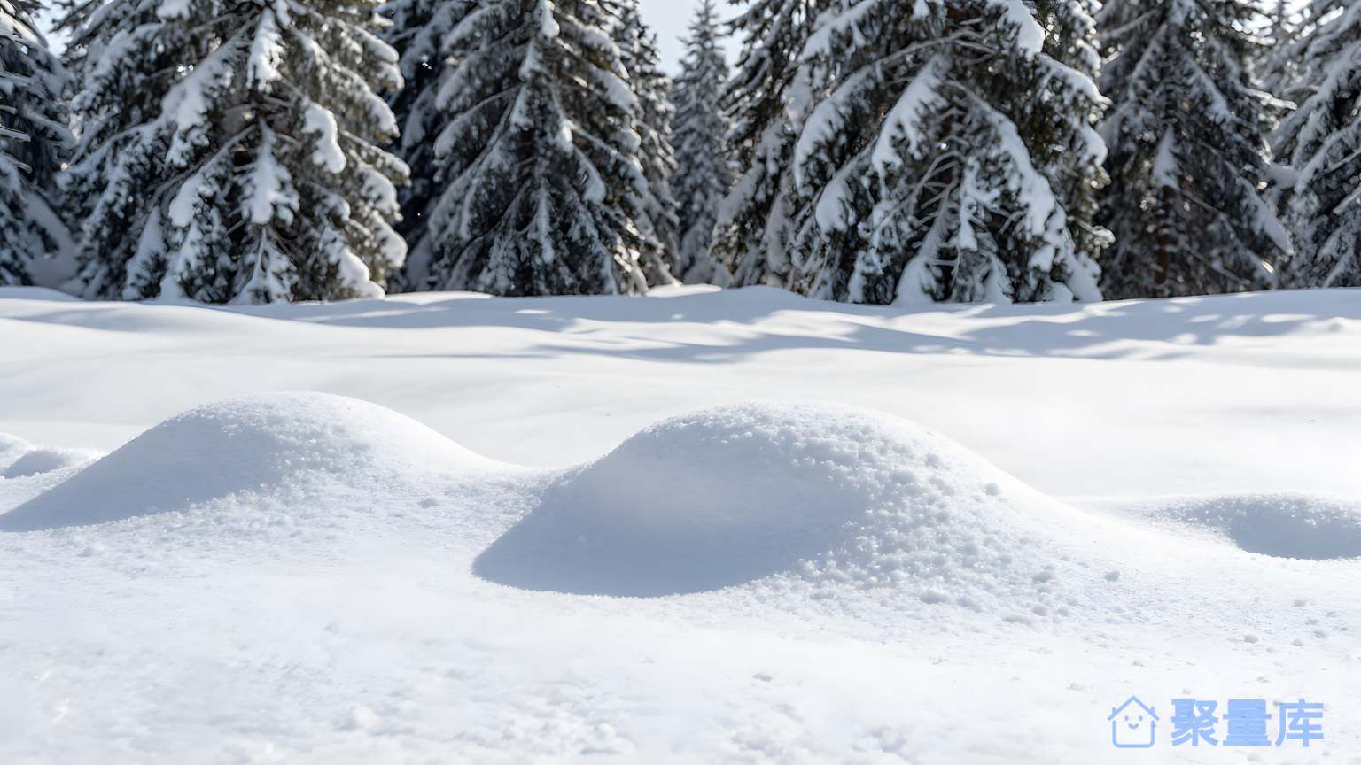 雪山之间的森林 雪山